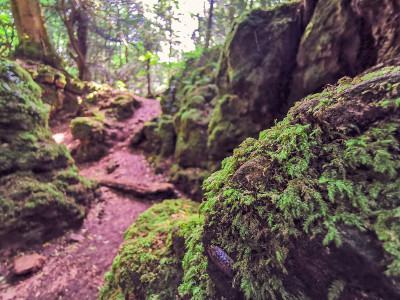 神奇的Puzzlewood