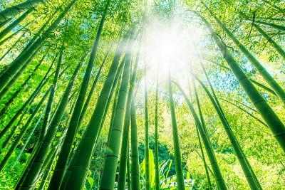 竹林森林。安德伍德的观点。奇异的热带自然