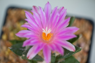 盆中仙人掌花