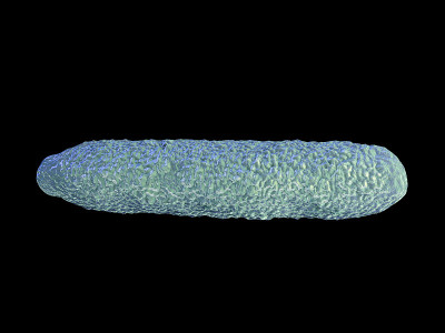 Anthrax bacteria