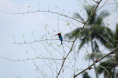 白喉翠鸟(Halcyon smyrnensis)也被称为坐在树上的白胸翠鸟