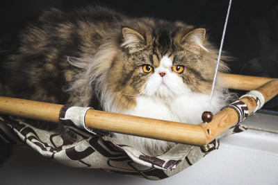 一只波斯猫躺在他的吊床上