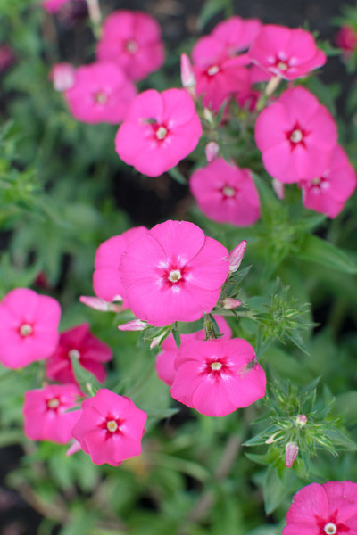 石竹粉花在夏季花园特写