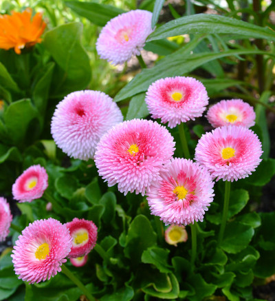雏菊花坛背景花园