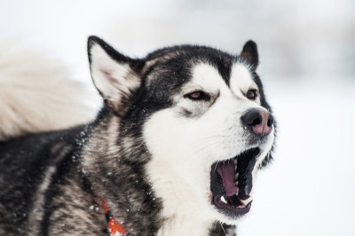 叫西伯利亚雪橇犬