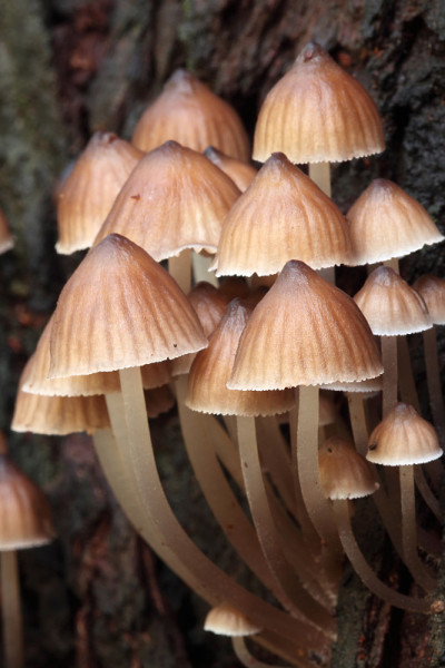 真菌菌落从树干发芽