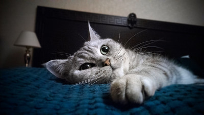 猫