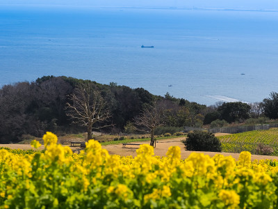明石海峡和淡路岛的花田