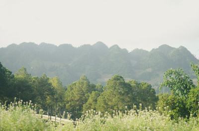Moc Chau，越南，旅游