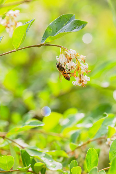 户外春雨开花后的水蜡树与蜜蜂特写，女贞。无性系种群。温和的(北川)北川
