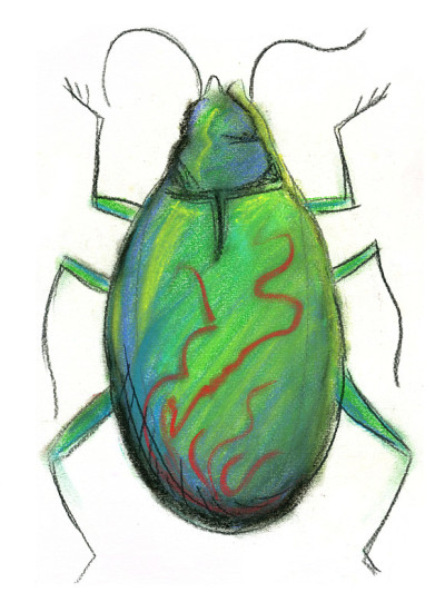 昆虫插图