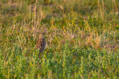 A Pretty Western Meadowlark on a Sunny Morning