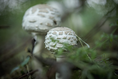 森林里美丽的棕白色蘑菇