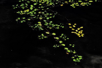 水生植物