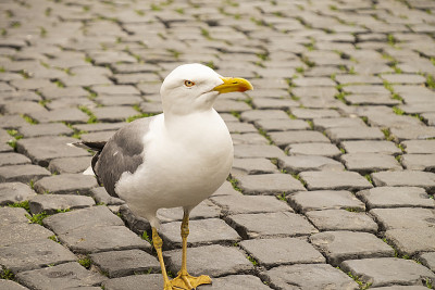 鲱鱼汤/ Larus argentatus