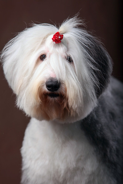 英国古代牧羊犬