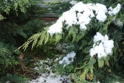 12月，奥福德港的雪松树枝上覆盖着积雪
