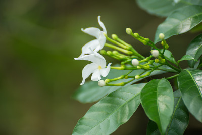 绉茉莉花