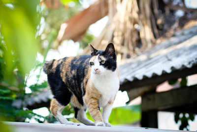 猫