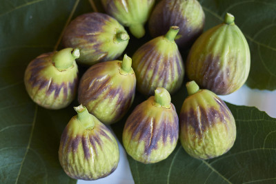 Ficus职位