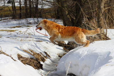 工作的金毛猎犬