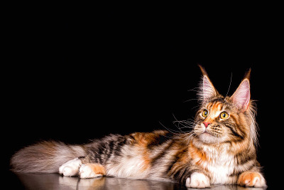 黑色背景上的巨大的缅因猫。