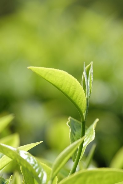 高原的绿茶嫩芽和嫩叶