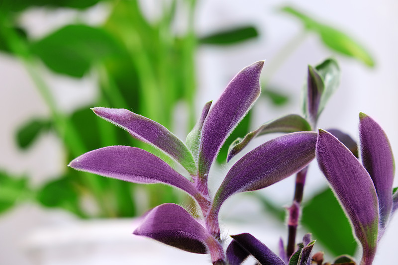 窗台上的室内植物。花楸和花楸的彩色叶子