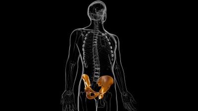 人体骨骼髋部或骨盆骨解剖医学概念3D