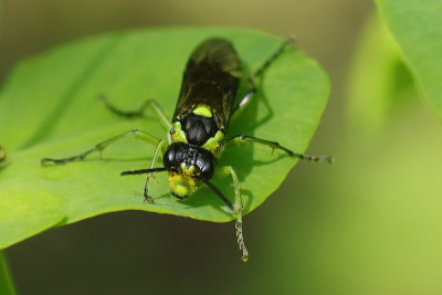 Tenthredo mesomela