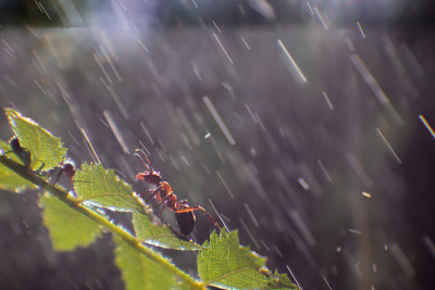 大雨中一只蚂蚁沿着细树枝爬行的特写镜头