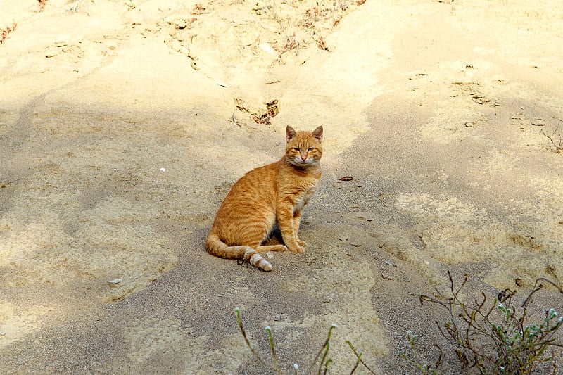 一只红色的流浪猫直直地盯着摄像机，看着沙丘的隆起。