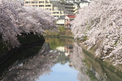 日本横滨大冈河边的一排樱花树