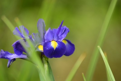 伯福特公园的紫蝴蝶花