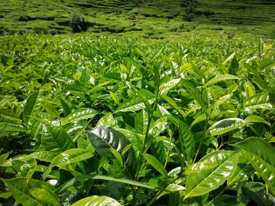 非常美丽的茶园照片