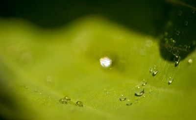 水珠落在绿色植物上