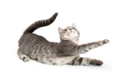 可爱的小猫伸展玩耍