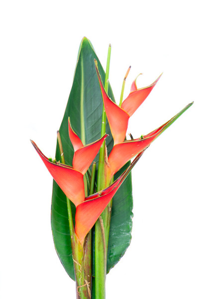 海里康属植物红花