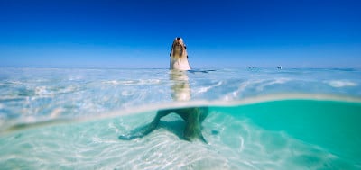 海狮