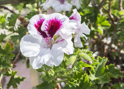 天竺葵花、天竺葵属植物