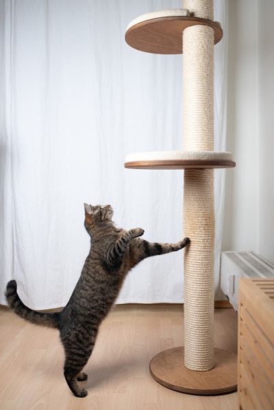猫抓柱