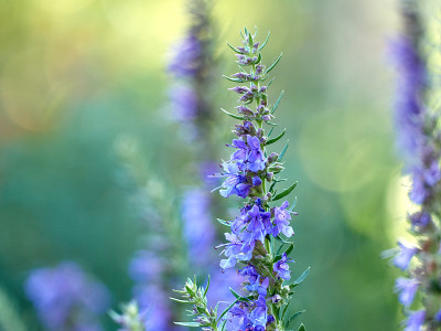 山茱萸的花