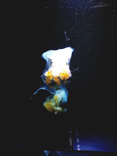 水母