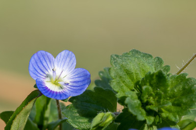 普通的speedwell (veronica arvensis)