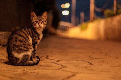 猫爱