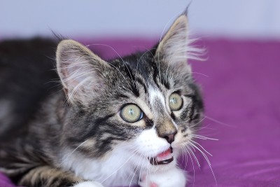 小猫头鹰