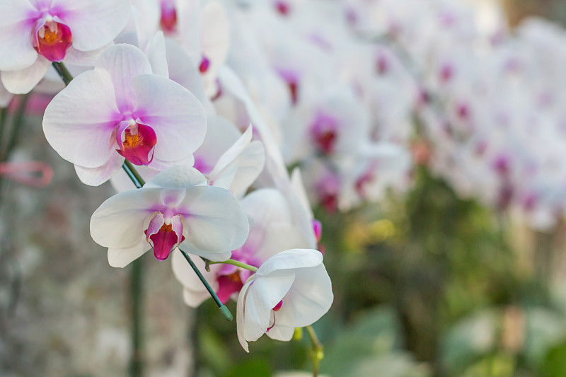 冬季或春季花园里的兰花花。