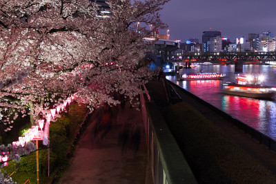 樱花,夜游