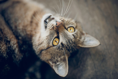 街头流浪虎斑猫的肖像