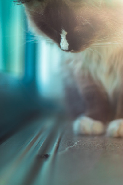 小猫捉蝴蝶。
